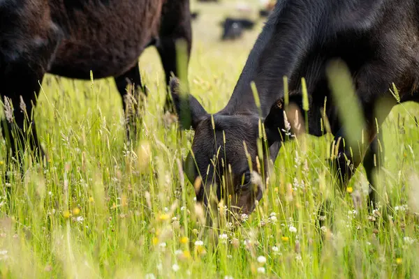 Yeşil yemyeşil çayırlarda otlayan inek sürüsü. Bir barajı, ağaçları ve otlağı olan geniş bir Avustralya Çiftliği manzarası. Kırsal Tarım ve Sürdürülebilir Arazi Yönetimi Avustralya