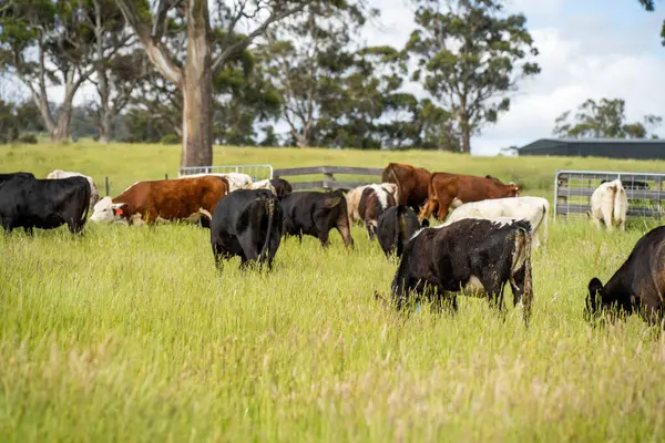 Wagyu angusu inekleri. Sağlıklı sığır sürüsü, yemyeşil otlakta otluyor. Avustralya 'da Yenilenebilir Sürdürülebilir Avustralya Tarım, Sorumlu Hayvancılık ve Doğal Çevre ilkbaharı