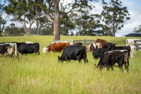 Wagyu angusu inekleri. Sağlıklı sığır sürüsü, yemyeşil otlakta otluyor. Avustralya 'da Yenilenebilir Sürdürülebilir Avustralya Tarım, Sorumlu Hayvancılık ve Doğal Çevre ilkbaharı