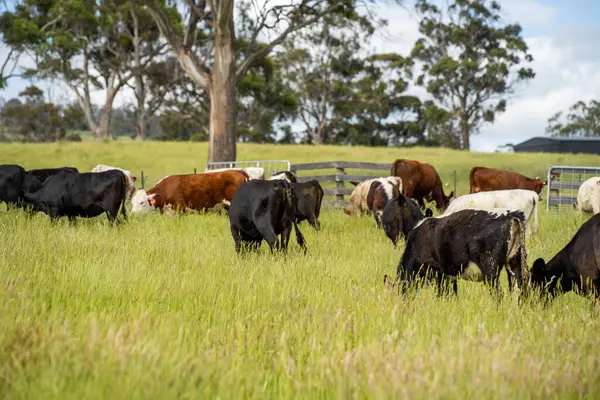Yeşil yemyeşil çayırlarda otlayan inek sürüsü. Bir barajı, ağaçları ve otlağı olan geniş bir Avustralya Çiftliği manzarası. Kırsal Tarım ve Sürdürülebilir Arazi Yönetimi Avustralya