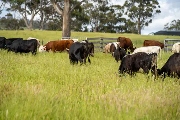 Wagyu angusu inekleri. Sağlıklı sığır sürüsü, yemyeşil otlakta otluyor. Avustralya 'da Yenilenebilir Sürdürülebilir Avustralya Tarım, Sorumlu Hayvancılık ve Doğal Çevre ilkbaharı