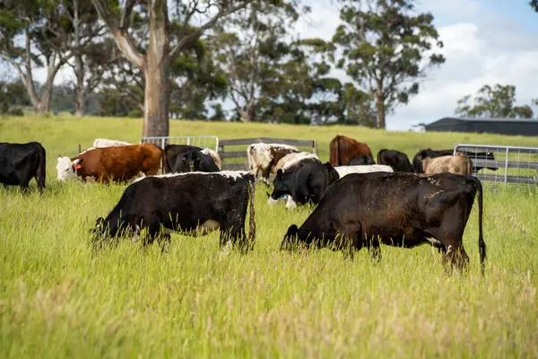 Wagyu angusu inekleri. Sağlıklı sığır sürüsü, yemyeşil otlakta otluyor. Avustralya 'da Yenilenebilir Sürdürülebilir Avustralya Tarım, Sorumlu Hayvancılık ve Doğal Çevre ilkbaharı