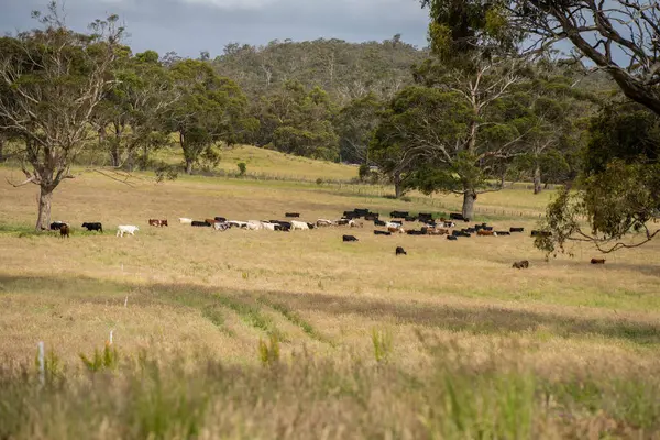 Yeşil yemyeşil çayırlarda otlayan inek sürüsü. Bir barajı, ağaçları ve otlağı olan geniş bir Avustralya Çiftliği manzarası. Kırsal Tarım ve Sürdürülebilir Arazi Yönetimi Avustralya