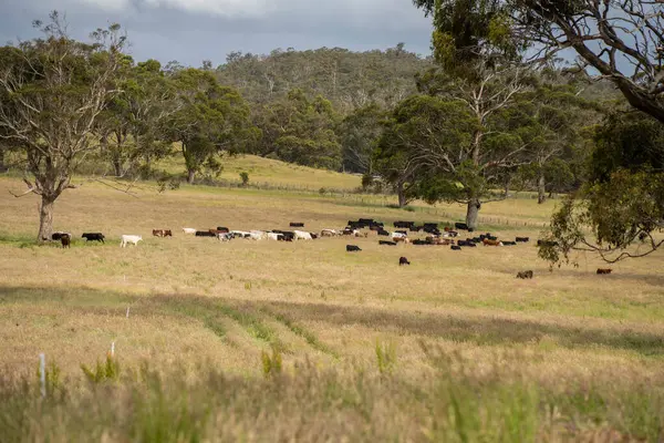 Wagyu angusu inekleri. Sağlıklı sığır sürüsü, yemyeşil otlakta otluyor. Avustralya 'da Yenilenebilir Sürdürülebilir Avustralya Tarım, Sorumlu Hayvancılık ve Doğal Çevre ilkbaharı
