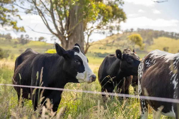 Wagyu angusu inekleri. Sağlıklı sığır sürüsü, yemyeşil otlakta otluyor. Avustralya 'da Yenilenebilir Sürdürülebilir Avustralya Tarım, Sorumlu Hayvancılık ve Doğal Çevre ilkbaharı