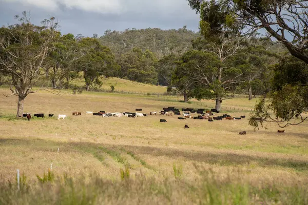 Wagyu angusu inekleri. Sağlıklı sığır sürüsü, yemyeşil otlakta otluyor. Avustralya 'da Yenilenebilir Sürdürülebilir Avustralya Tarım, Sorumlu Hayvancılık ve Doğal Çevre ilkbaharı