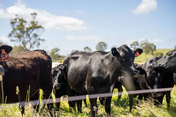 Wagyu angusu inekleri. Sağlıklı sığır sürüsü, yemyeşil otlakta otluyor. Avustralya 'da Yenilenebilir Sürdürülebilir Avustralya Tarım, Sorumlu Hayvancılık ve Doğal Çevre ilkbaharı