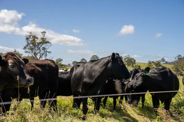 Wagyu angusu inekleri. Sağlıklı sığır sürüsü, yemyeşil otlakta otluyor. Avustralya 'da Yenilenebilir Sürdürülebilir Avustralya Tarım, Sorumlu Hayvancılık ve Doğal Çevre ilkbaharı
