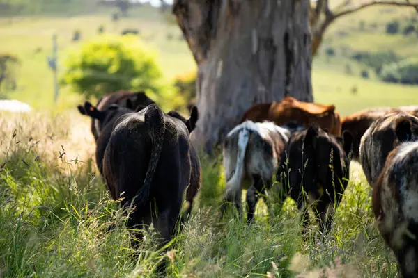 Wagyu angusu inekleri. Sağlıklı sığır sürüsü, yemyeşil otlakta otluyor. Avustralya 'da Yenilenebilir Sürdürülebilir Avustralya Tarım, Sorumlu Hayvancılık ve Doğal Çevre ilkbaharı