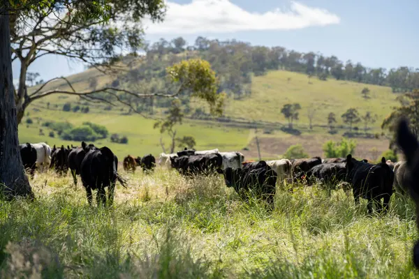 Yeşil yemyeşil çayırlarda otlayan inek sürüsü. Bir barajı, ağaçları ve otlağı olan geniş bir Avustralya Çiftliği manzarası. Kırsal Tarım ve Sürdürülebilir Arazi Yönetimi Avustralya