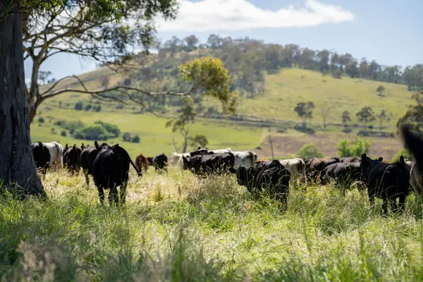 Wagyu angusu inekleri. Sağlıklı sığır sürüsü, yemyeşil otlakta otluyor. Avustralya 'da Yenilenebilir Sürdürülebilir Avustralya Tarım, Sorumlu Hayvancılık ve Doğal Çevre ilkbaharı