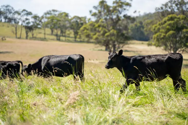 Wagyu angusu inekleri. Sağlıklı sığır sürüsü, yemyeşil otlakta otluyor. Avustralya 'da Yenilenebilir Sürdürülebilir Avustralya Tarım, Sorumlu Hayvancılık ve Doğal Çevre ilkbaharı