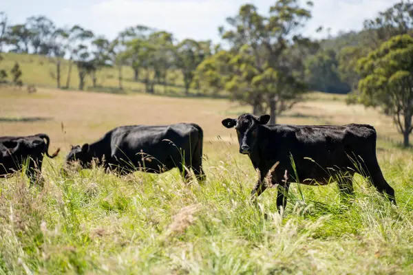 Wagyu angusu inekleri. Sağlıklı sığır sürüsü, yemyeşil otlakta otluyor. Avustralya 'da Yenilenebilir Sürdürülebilir Avustralya Tarım, Sorumlu Hayvancılık ve Doğal Çevre ilkbaharı