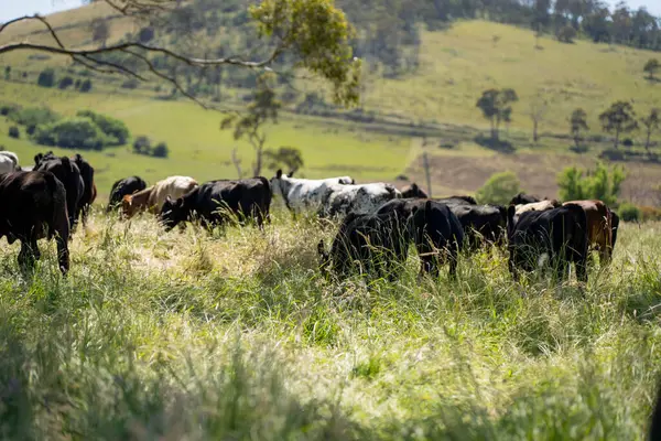 Wagyu angusu inekleri. Sağlıklı sığır sürüsü, yemyeşil otlakta otluyor. Avustralya 'da Yenilenebilir Sürdürülebilir Avustralya Tarım, Sorumlu Hayvancılık ve Doğal Çevre ilkbaharı