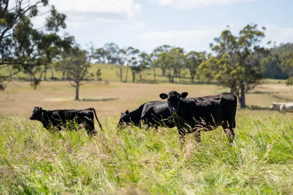 Wagyu angusu inekleri. Sağlıklı sığır sürüsü, yemyeşil otlakta otluyor. Avustralya 'da Yenilenebilir Sürdürülebilir Avustralya Tarım, Sorumlu Hayvancılık ve Doğal Çevre ilkbaharı