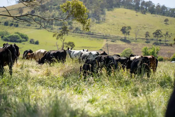 Yeşil yemyeşil çayırlarda otlayan inek sürüsü. Bir barajı, ağaçları ve otlağı olan geniş bir Avustralya Çiftliği manzarası. Kırsal Tarım ve Sürdürülebilir Arazi Yönetimi Avustralya