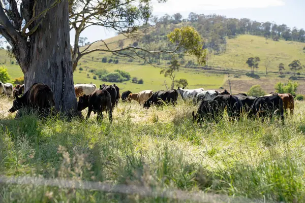 Wagyu angusu inekleri. Sağlıklı sığır sürüsü, yemyeşil otlakta otluyor. Avustralya 'da Yenilenebilir Sürdürülebilir Avustralya Tarım, Sorumlu Hayvancılık ve Doğal Çevre ilkbaharı
