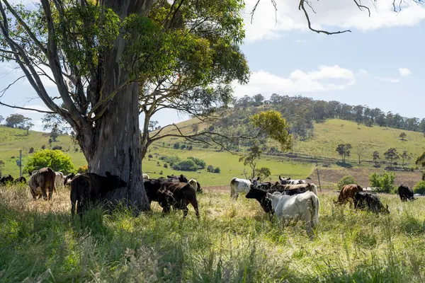 Wagyu angusu inekleri. Sağlıklı sığır sürüsü, yemyeşil otlakta otluyor. Avustralya 'da Yenilenebilir Sürdürülebilir Avustralya Tarım, Sorumlu Hayvancılık ve Doğal Çevre ilkbaharı