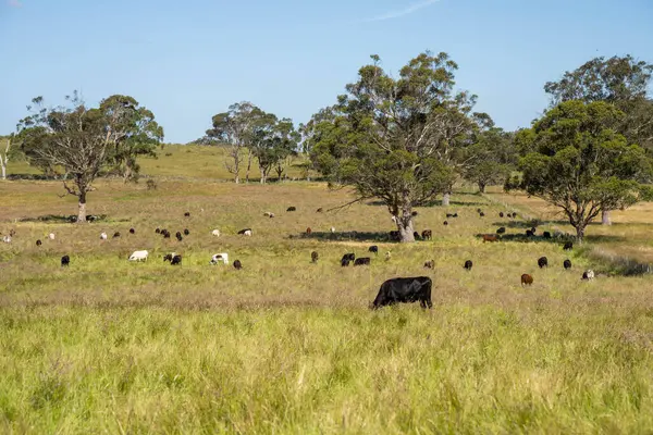 Yeşil yemyeşil çayırlarda otlayan inek sürüsü. Bir barajı, ağaçları ve otlağı olan geniş bir Avustralya Çiftliği manzarası. Kırsal Tarım ve Sürdürülebilir Arazi Yönetimi Avustralya