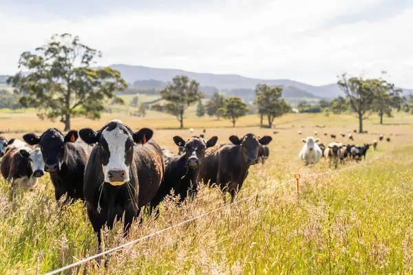 Wagyu angusu inekleri. Sağlıklı sığır sürüsü, yemyeşil otlakta otluyor. Avustralya 'da Yenilenebilir Sürdürülebilir Avustralya Tarım, Sorumlu Hayvancılık ve Doğal Çevre ilkbaharı