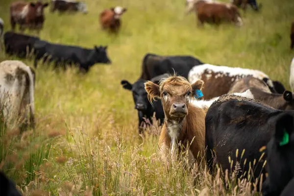 Wagyu angusu inekleri. Sağlıklı sığır sürüsü, yemyeşil otlakta otluyor. Avustralya 'da Yenilenebilir Sürdürülebilir Avustralya Tarım, Sorumlu Hayvancılık ve Doğal Çevre ilkbaharı