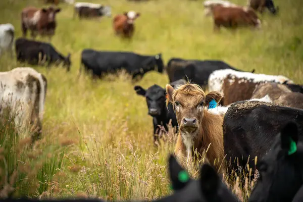 Wagyu angusu inekleri. Sağlıklı sığır sürüsü, yemyeşil otlakta otluyor. Avustralya 'da Yenilenebilir Sürdürülebilir Avustralya Tarım, Sorumlu Hayvancılık ve Doğal Çevre ilkbaharı