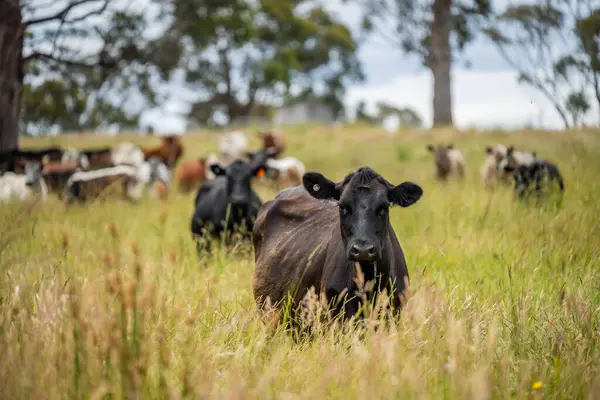 Wagyu angusu inekleri. Sağlıklı sığır sürüsü, yemyeşil otlakta otluyor. Avustralya 'da Yenilenebilir Sürdürülebilir Avustralya Tarım, Sorumlu Hayvancılık ve Doğal Çevre ilkbaharı