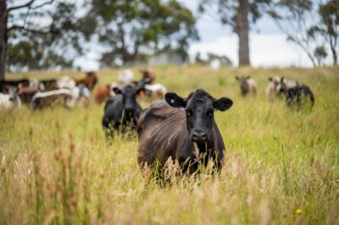 Wagyu angusu inekleri. Sağlıklı sığır sürüsü, yemyeşil otlakta otluyor. Avustralya 'da Yenilenebilir Sürdürülebilir Avustralya Tarım, Sorumlu Hayvancılık ve Doğal Çevre ilkbaharı