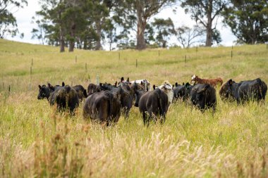 Wagyu angusu inekleri. Sağlıklı sığır sürüsü, yemyeşil otlakta otluyor. Avustralya 'da Yenilenebilir Sürdürülebilir Avustralya Tarım, Sorumlu Hayvancılık ve Doğal Çevre ilkbaharı