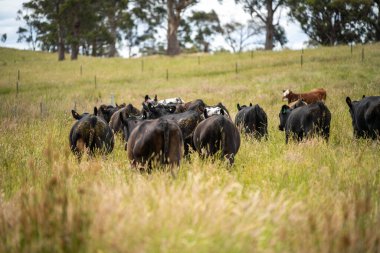 Wagyu angusu inekleri. Sağlıklı sığır sürüsü, yemyeşil otlakta otluyor. Avustralya 'da Yenilenebilir Sürdürülebilir Avustralya Tarım, Sorumlu Hayvancılık ve Doğal Çevre ilkbaharı