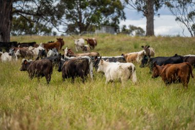 Wagyu angusu inekleri. Sağlıklı sığır sürüsü, yemyeşil otlakta otluyor. Avustralya 'da Yenilenebilir Sürdürülebilir Avustralya Tarım, Sorumlu Hayvancılık ve Doğal Çevre ilkbaharı