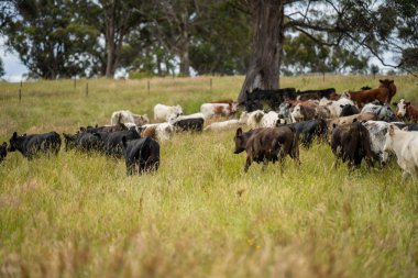 Wagyu angusu inekleri. Sağlıklı sığır sürüsü, yemyeşil otlakta otluyor. Avustralya 'da Yenilenebilir Sürdürülebilir Avustralya Tarım, Sorumlu Hayvancılık ve Doğal Çevre ilkbaharı