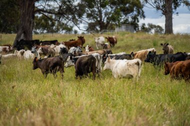 Wagyu angusu inekleri. Sağlıklı sığır sürüsü, yemyeşil otlakta otluyor. Avustralya 'da Yenilenebilir Sürdürülebilir Avustralya Tarım, Sorumlu Hayvancılık ve Doğal Çevre ilkbaharı