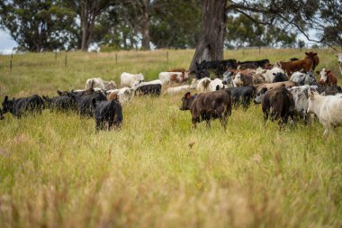 Wagyu angusu inekleri. Sağlıklı sığır sürüsü, yemyeşil otlakta otluyor. Avustralya 'da Yenilenebilir Sürdürülebilir Avustralya Tarım, Sorumlu Hayvancılık ve Doğal Çevre ilkbaharı