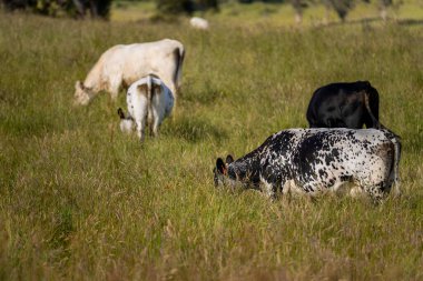 Wagyu angusu inekleri. Sağlıklı sığır sürüsü, yemyeşil otlakta otluyor. Avustralya 'da Yenilenebilir Sürdürülebilir Avustralya Tarım, Sorumlu Hayvancılık ve Doğal Çevre ilkbaharı