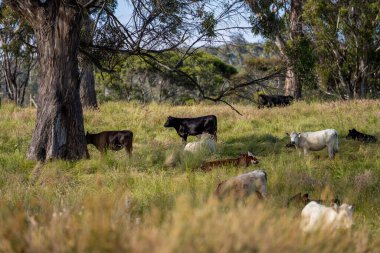 Wagyu angusu inekleri. Sağlıklı sığır sürüsü, yemyeşil otlakta otluyor. Avustralya 'da Yenilenebilir Sürdürülebilir Avustralya Tarım, Sorumlu Hayvancılık ve Doğal Çevre ilkbaharı