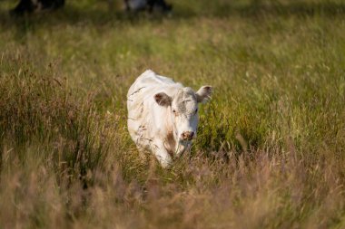 Wagyu angusu inekleri. Sağlıklı sığır sürüsü, yemyeşil otlakta otluyor. Avustralya 'da Yenilenebilir Sürdürülebilir Avustralya Tarım, Sorumlu Hayvancılık ve Doğal Çevre ilkbaharı