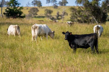 Wagyu angusu inekleri. Sağlıklı sığır sürüsü, yemyeşil otlakta otluyor. Avustralya 'da Yenilenebilir Sürdürülebilir Avustralya Tarım, Sorumlu Hayvancılık ve Doğal Çevre ilkbaharı