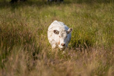 Wagyu angusu inekleri. Sağlıklı sığır sürüsü, yemyeşil otlakta otluyor. Avustralya 'da Yenilenebilir Sürdürülebilir Avustralya Tarım, Sorumlu Hayvancılık ve Doğal Çevre ilkbaharı