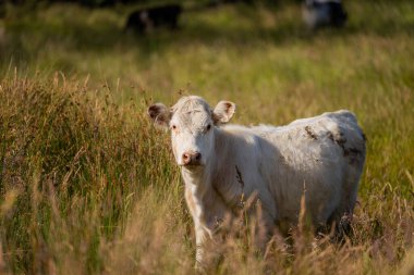 Wagyu angusu inekleri. Sağlıklı sığır sürüsü, yemyeşil otlakta otluyor. Avustralya 'da Yenilenebilir Sürdürülebilir Avustralya Tarım, Sorumlu Hayvancılık ve Doğal Çevre ilkbaharı
