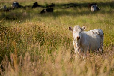 Wagyu angusu inekleri. Sağlıklı sığır sürüsü, yemyeşil otlakta otluyor. Avustralya 'da Yenilenebilir Sürdürülebilir Avustralya Tarım, Sorumlu Hayvancılık ve Doğal Çevre ilkbaharı