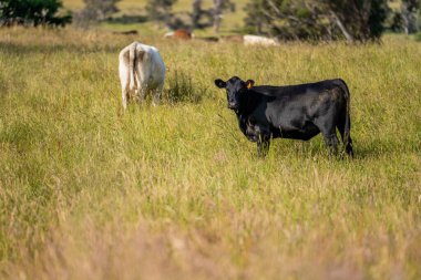 Wagyu angusu inekleri. Sağlıklı sığır sürüsü, yemyeşil otlakta otluyor. Avustralya 'da Yenilenebilir Sürdürülebilir Avustralya Tarım, Sorumlu Hayvancılık ve Doğal Çevre ilkbaharı