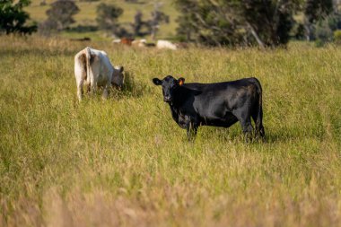 Wagyu angusu inekleri. Sağlıklı sığır sürüsü, yemyeşil otlakta otluyor. Avustralya 'da Yenilenebilir Sürdürülebilir Avustralya Tarım, Sorumlu Hayvancılık ve Doğal Çevre ilkbaharı