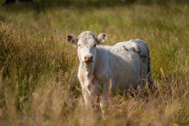 Wagyu angusu inekleri. Sağlıklı sığır sürüsü, yemyeşil otlakta otluyor. Avustralya 'da Yenilenebilir Sürdürülebilir Avustralya Tarım, Sorumlu Hayvancılık ve Doğal Çevre ilkbaharı