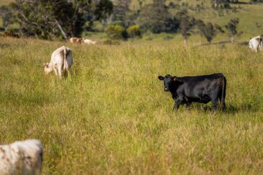 Wagyu angusu inekleri. Sağlıklı sığır sürüsü, yemyeşil otlakta otluyor. Avustralya 'da Yenilenebilir Sürdürülebilir Avustralya Tarım, Sorumlu Hayvancılık ve Doğal Çevre ilkbaharı