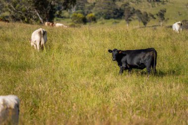 Wagyu angusu inekleri. Sağlıklı sığır sürüsü, yemyeşil otlakta otluyor. Avustralya 'da Yenilenebilir Sürdürülebilir Avustralya Tarım, Sorumlu Hayvancılık ve Doğal Çevre ilkbaharı