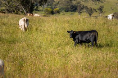 Wagyu angusu inekleri. Sağlıklı sığır sürüsü, yemyeşil otlakta otluyor. Avustralya 'da Yenilenebilir Sürdürülebilir Avustralya Tarım, Sorumlu Hayvancılık ve Doğal Çevre ilkbaharı