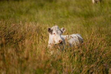 Wagyu angusu inekleri. Sağlıklı sığır sürüsü, yemyeşil otlakta otluyor. Avustralya 'da Yenilenebilir Sürdürülebilir Avustralya Tarım, Sorumlu Hayvancılık ve Doğal Çevre ilkbaharı