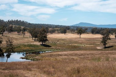 Tranquil Pond, Scattered Trees ve Uzak Çimen Hayvanları ile geniş bir Avustralya Çiftliği manzarası. Yazın Kırsal Tarım ve Sürdürülebilir Arazi Yönetimi Gösterimi