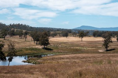 Tranquil Pond, Scattered Trees ve Uzak Çimen Hayvanları ile geniş bir Avustralya Çiftliği manzarası. Yazın Kırsal Tarım ve Sürdürülebilir Arazi Yönetimi Gösterimi